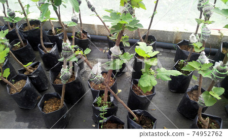 PUTRAJAYA, MALAYSIA -MAY 30, 2016: Young fig fruit trees planted in the plastic bags. Later will transfer it to bigger pots. PUTRAJAYA, MALAYSIA -MAY 30, 2016: Young fig fruit trees planted in the plastic bags. Later will transfer it to bigger pots. 74952762