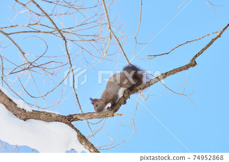 Winter Ezoris climbing a tree branch Winter Ezoris climbing a tree branch 74952868