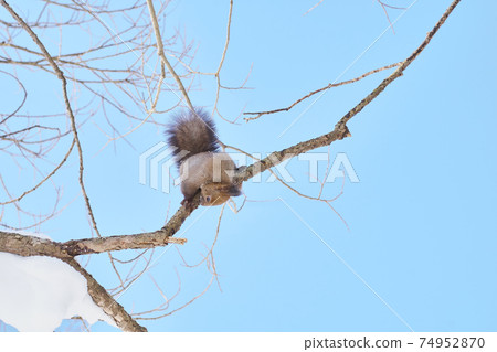 冬季埃索里斯爬樹枝 冬季埃索里斯爬樹枝 74952870