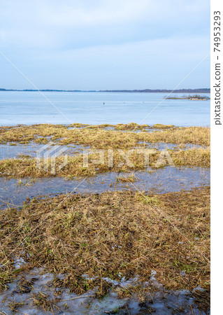 Grass in a marshy wetland. Picture from Lund, Sweden 74953293