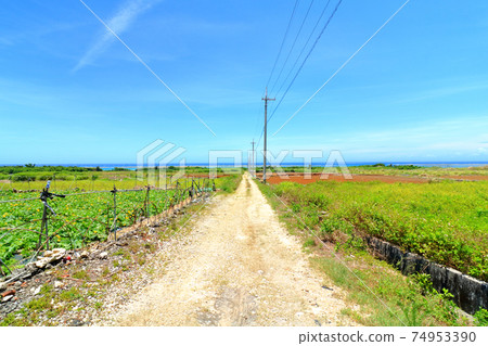 The road leading to the sea in Okinawa 74953390