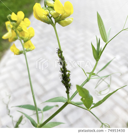 Aphids is breeding on stem of Lathyrus pratensis. Colony of the green aphid on the yellow flower in the city park Aphids is breeding on stem of Lathyrus pratensis. Colony of the green aphid on the yellow flower in the city park 74953430