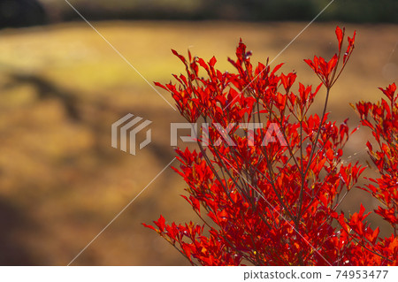 A bright red robin leaf that shines against the sun A bright red robin leaf that shines against the sun 74953477