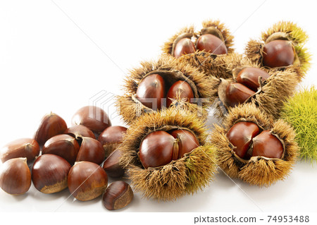 Chestnuts with white background Chestnuts with white background 74953488
