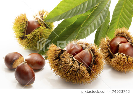 Chestnuts with leaves on a white background Chestnuts with leaves on a white background 74953743