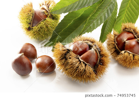 Chestnuts with leaves on a white background Chestnuts with leaves on a white background 74953745