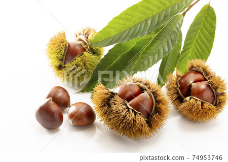 栗子與白色背景上的葉子 74953746
