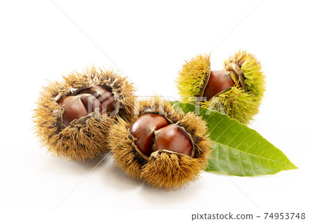 栗子與白色背景上的葉子 74953748
