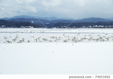 A flock of swans that seek and eat food in the snowy countryside ... Yasugi City, Shimane Prefecture (snowstorms sometimes) A flock of swans that seek and eat food in the snowy countryside ... Yasugi City, Shimane Prefecture (snowstorms sometimes) 74953892