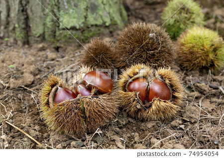Chestnut picking image 74954054