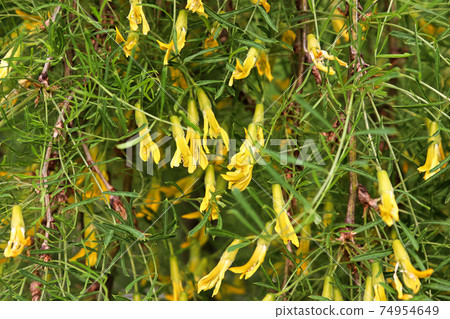 Closeup of the yellow blossoms on a Walkers Weeping Caragana 74954649