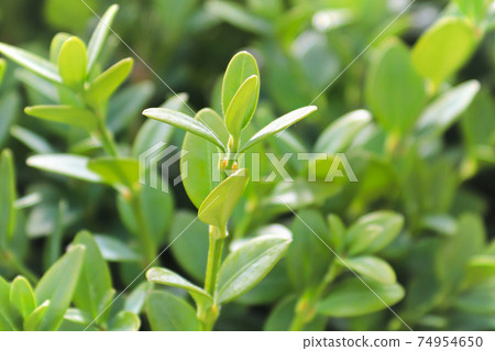 Spring sunlight on the green mountain boxwood in the garden Spring sunlight on the green mountain boxwood in the garden 74954650