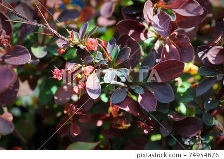 Green and burgundy leaves on a barberry shrub 74954676