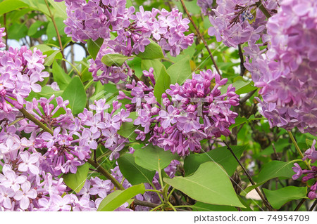 Closeup of common lilac flower bunches on brances Closeup of common lilac flower bunches on brances 74954709