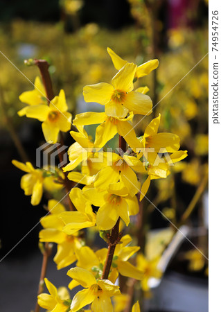 Vertical photo of forsythia shrubs in full bloom Vertical photo of forsythia shrubs in full bloom 74954726