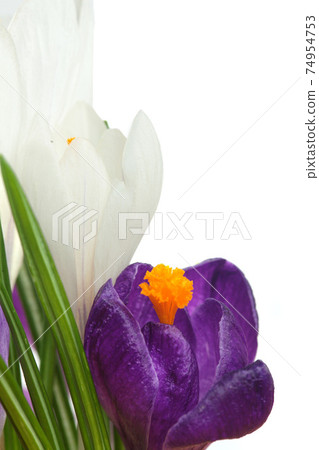 Crocus.Beautiful first spring flowers crocuses bloom. 74954753