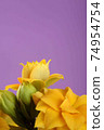 Yellow calanchoe flowers. Yellow flowers on violet background. 74954754