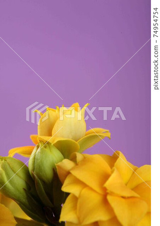 Yellow calanchoe flowers. Yellow flowers on violet background. 74954754