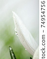 White crocus petals with dew .On viollet background. 74954756