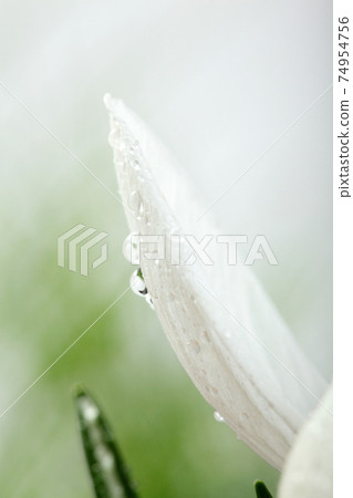 White crocus petals with dew .On viollet background. 74954756