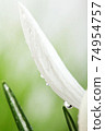White crocus petals with dew .On viollet background. 74954757
