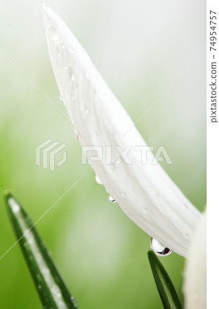 White crocus petals with dew .On viollet background. 74954757