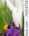 Crocus.Beautiful first spring flowers crocuses bloom.  74954758