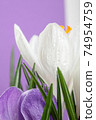 Crocus.Beautiful first spring flowers crocuses bloom. 74954759