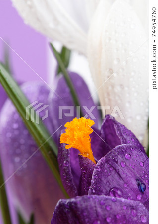 Crocus.Beautiful first spring flowers crocuses bloom with Crocus. 74954760