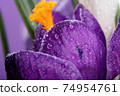 Crocus.Beautiful first spring flowers crocuses bloom with Crocus. 74954761