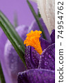 Crocus.Beautiful first spring flowers crocuses bloom with Crocus. 74954762