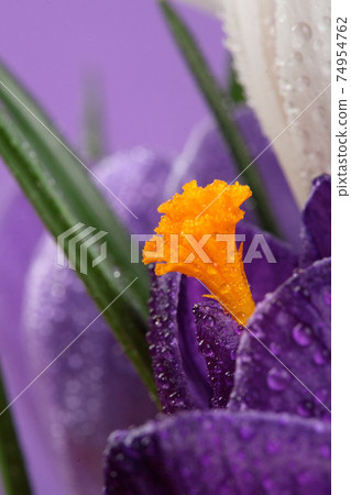 Crocus.Beautiful first spring flowers crocuses bloom with Crocus. 74954762