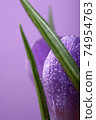 Crocus.Beautiful first spring flowers crocuses bloom with Crocus. 74954763