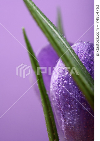 Crocus.Beautiful first spring flowers crocuses bloom with Crocus. 74954763