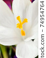 Crocus white.Beautiful first spring flowers crocuses bloom. Macro.Closeup. .Selective focus. 74954764