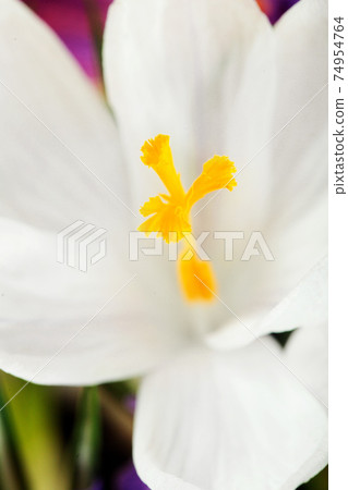 Crocus white.Beautiful first spring flowers crocuses bloom. Macro.Closeup. .Selective focus. 74954764