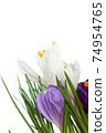 Crocus.Beautiful first spring flowers crocuses bloom. 74954765