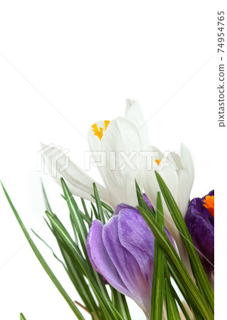 Crocus.Beautiful first spring flowers crocuses bloom. 74954765