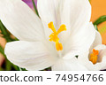 Crocus white.Beautiful first spring flowers crocuses bloom. Macro.Closeup. .Selective focus. 74954766