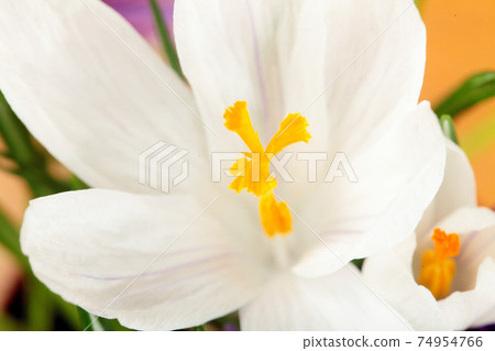 Crocus white.Beautiful first spring flowers crocuses bloom. Macro.Closeup. .Selective focus. 74954766