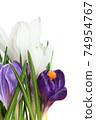 Crocus.Beautiful first spring flowers crocuses bloom. 74954767