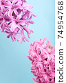 Hyacinth Pink Surprise and violet Dutch Hyacinth .  74954768