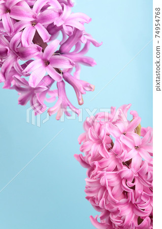 Hyacinth Pink Surprise and violet Dutch Hyacinth .  74954768