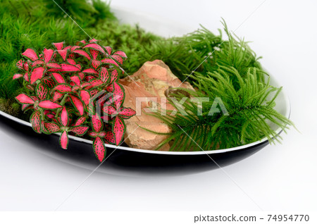 苔蘚盆景 74954770