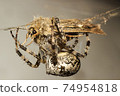 The spider has caught a butterfly  74954818