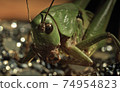 Grasshopper head close up  74954823