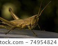 Grasshopper on a dark background  74954824