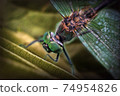 Dragonfly close-up with details  74954826