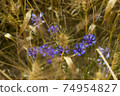 Cornflower flowers in a cereal field  74954827