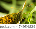 A butterfly sits in a meadow close-up  74954829